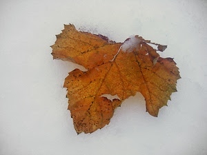 foglia, neve, inverno, bianco, marrone, giallo, ghiaccio, secca