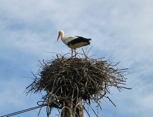 nido, cicogna, palo, becco, cielo, uccello, rami