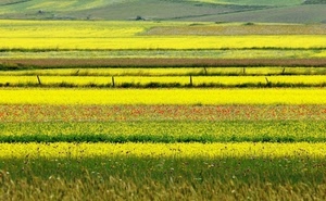 giallo, fiori, campi, verde, campagna, prato, distesa, campo, prati, colori, colza, pianura