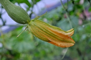 verde, fiore, zucchina, zucca, sfocato, arancione, verdura, arancio, giallo, sfondo, ortaggio, pianta, acqua, natura, orto, goccioline, petali