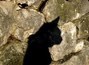 gatto, ombra, nero, pietre, muro, animale, rocce, sassi, pietra, sagoma, massi, orecchie, felino, orecchio, muso, profilo