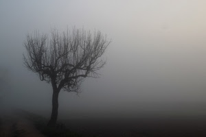 albero, nebbia, inverno, grigio, rami, spoglio, tronco, foschia, campagna, visibilità, bianco, solitario, bianconero