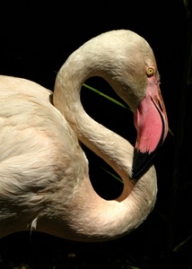 becco, fenicottero, rosa, uccello, collo, piume, nero, bianco