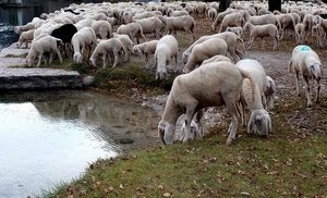 pecore, acqua, erba, gregge, prato, foglie, verde, bianco, animali, ovini, riflesso, tanti, agnelli, pozza, laghetto