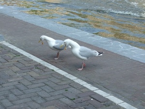 due, gabbiani, uccelli, acqua, strada, zampe, becco, animali