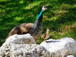 pulcino, pavone, prato, rocce, erba, verde, animali, sasso, sassi, uccello, uccelli, due