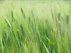 spighe, grano, verde, campo, erba, primavera, fili, foglie