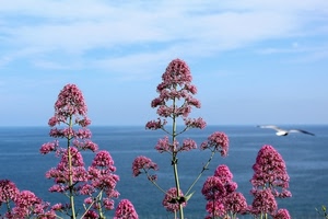 mare, fiori, gabbiano, rosa, cielo, nuvole, azzurro, uccello