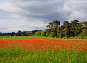 papaveri, alberi, campo, rosso, nuvole, verde, fiori, campagna, cielo, piante