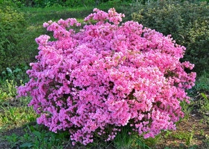 fiori, rosa, verde, erba, prato, giardino, piante, cespugli, pianta, cespuglio, terra, colore, petali
