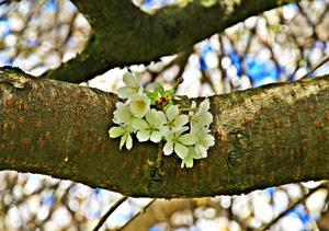 fiori, ramo, primavera, albero, rami, bianco, petali, macro, ciliegio