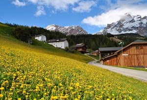 giallo, fiori, montagna, montagne, prato, paesaggio, campo, strada, case