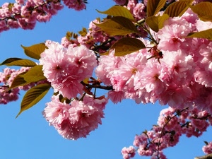 fiori, rosa, primavera, cielo, foglie, petali, azzurro