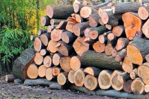 tronchi, legna, verde, catasta, foglie, corteccia, piante, alberi, marrone, legno, tanti, cerchi, legni, terreno, rami