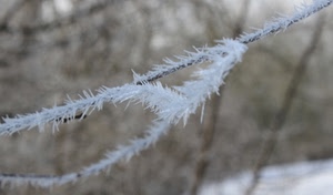 inverno, bianco, ramo, ghiaccio, brina, gelo, aghi, cristalli, freddo, rami, alberi, sfocato, neve, galaverna