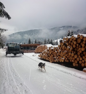 neve, cane, alberi, inverno, spazzaneve, bianco, strada, legna, catasta, grigio, montagna, tronchi, nuvole, cielo, legno, nero, cataste, montagne