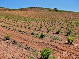 collina, verde, terra, piante, campo, cielo, coltivazione, agricoltura, colline, filari, azzurro, alberi, campagna, paesaggio, viti, piantagione