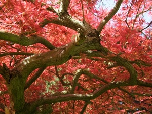 foglie, rami, albero, rosso, autunno, acero