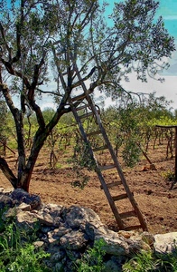 scala, pietre, terra, pioli, verde, albero, piante, erba, muretto, legno, campagna, sassi, alberi, ulivi, foglie, vigneto, vigna, rami, ulivo, cielo, olivo