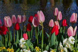 tulipani, rosa, fiori, rosso, verde, narcisi, rossi, foglie
