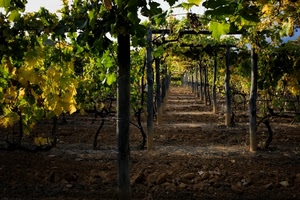 foglie, verde, vigna, terra, pali, viti, uva, tralci, vigneto, autunno, filari, giallo, ombra, grappoli, vite, pergolato, sassi, terreno