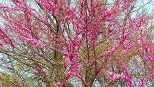 rosa, rami, fiori, primavera, alberi, albero, pesco, foglie