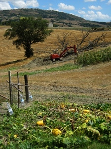 albero, bottiglie, campo, collina, campagna, pali, cielo, zucche, agricoltura, plastica, ruspa, terra, verde, colline, nuvole, orto, trattore, coltivazione, rami, alberi, rosso, meloni