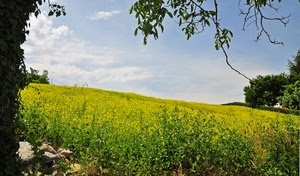 giallo, rami, alberi, campo, prato, verde, paesaggio, pietre, erba, campagna, natura, colza, fiori