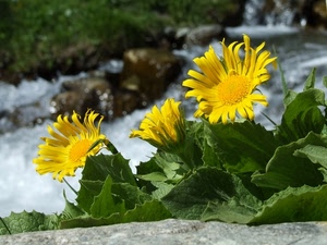 fiori, foglie, giallo, verde, tre, petali, fiume