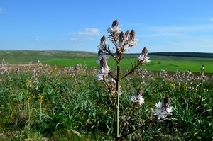 verde, prato, fiori, fiore, panorama, cielo, prati, erba, campagna, bianco