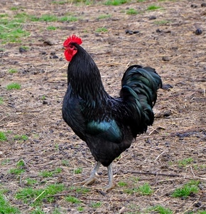 gallo, cresta, erba, zampe, nero, piume, rosso, verde, becco, animale, coda, penne, bargigli, paglia, gallina, terreno