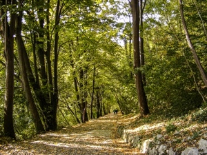 alberi, sentiero, foglie, verde, bosco, rami, persone, tronchi, strada, natura, sassi, pietre, cielo, ombre