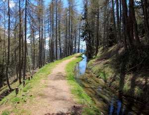 alberi, acqua, sentiero, verde, strada, ruscello, cielo, bosco, tronchi, rami, erba, torrente, azzurro, viottolo, ombre