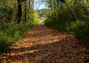 alberi, foglie, autunno, verde, bosco, sentiero, strada, piante, natura, cielo, viale, erba, cespugli, tronchi, prospettiva, nuvole, tappeto