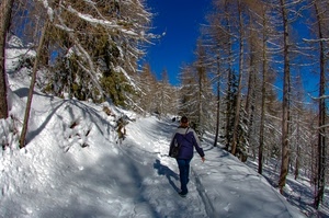 neve, alberi, bianco, sentiero, inverno, azzurro, bosco, montagna, ombra, rami, persona, cielo, pini, donna, larici, innevato, strada, camminare, passeggiata, spogli, persone