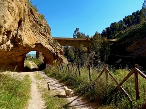 cane, alberi, staccionata, sentiero, erba, ponte, arco, verde, roccia, cielo, archi, legno, ombre, galleria, piante, prato, bianco, rocce, strada, azzurro, ombra