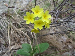 giallo, foglie, fiori, rami, verde, petali, pianta, fiore, erba