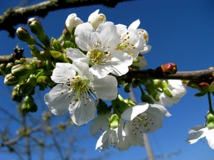 fiori, primavera, bianco, boccioli, ramo, macro, gemme, melo, azzurro