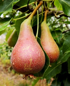 foglie, pere, due, frutta, verde, rosso, picciolo, frutti, pera