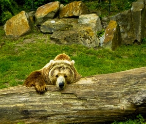 orso, tronco, erba, prato, verde, massi, animali, animale, pietre, sassi, rocce, bruno