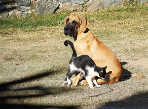 cane, gatto, animali, ombre, prato, amici, ombra