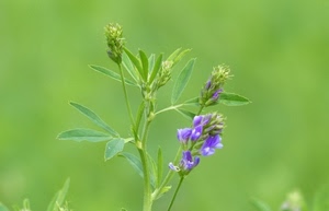verde, foglie, viola, fiore, macro, fiori, stelo, natura, sfocato