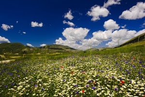 nuvole, fiori, cielo, prato, montagna, primavera, margherite, panorama, azzurro