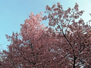 rosa, fiori, cielo, rami, alberi, primavera, albero