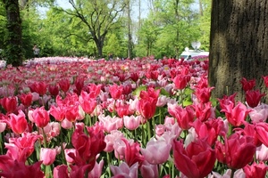 fiori, tulipani, alberi, rosa, rosso, erba, prato, giardino, piante, aiuola
