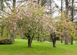 fiori, alberi, verde, erba, parco, primavera, prato, giardino