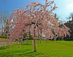 fiori, prato, erba, primavera, albero, rosa, cielo, rami, verde, alberi, pianta, azzurro, ciliegio, pesco, case