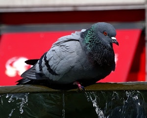 piccione, becco, rosso, piume, uccello, occhio, acqua, ali, volatile, verde, grigio, appollaiato, occhi