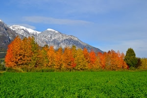 alberi, montagne, autunno, verde, erba, prato, montagna, cielo, neve, bosco