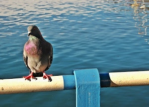 zampe, acqua, piccione, becco, azzurro, colombo, bianco, uccello, riflesso, ringhiera, mare, grigio, ali, viola, riflessi, celeste, piume, corrimano, tubo, posato